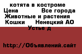 котята в костроме › Цена ­ 2 000 - Все города Животные и растения » Кошки   . Ненецкий АО,Устье д.